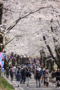 Sakura no parque no Japão