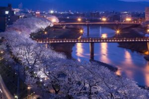 Iluminação noturna de sakura no Japão