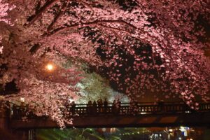 Iluminação noturna de sakura em parque no Japão