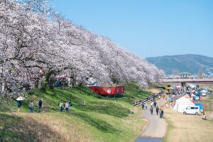 Festival de sakura na beira do rio no Japão