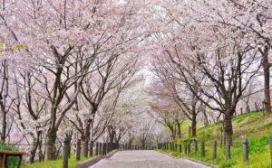 Corredor de sakura no Japão