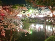 Iluminação noturna de sakura no Japão, Mie.