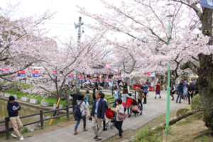 Festival de sakura no Japão