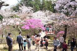 Festival de sakura em parque no Japão