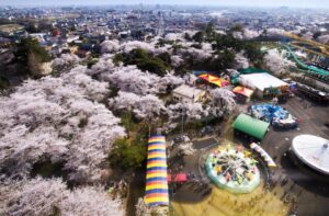 Sakura no parque no Japão