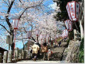 Parque com sakura em Fukui no Japão