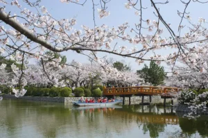 Flores de sakura na beira do rio no Japão