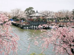 Flores de sakura na beira do rio no Japão