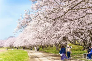 Parque com flores de cerejeira no Japão