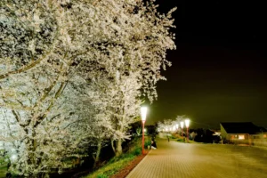 Flores de cerejeira na beira do rio no Japão