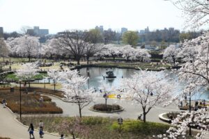 Sakura no parque no Japão