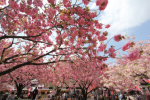 Flores de sakura