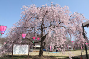 Sakura