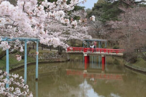 Flores de cerejeira na beira do rio no Japão