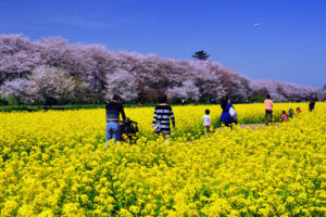 Sakura em Saitama