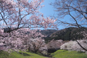 vale de Kamagatani sakura