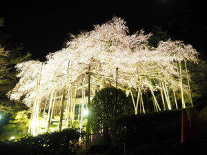 iluminação de sakura no Japão