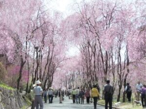 cerejeira em Hiroshima