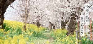 Sakura em Saitama