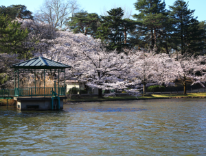 Sakura em Saitama