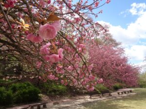 parque no Japão