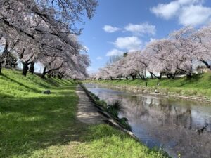 rio e sakura no Japão