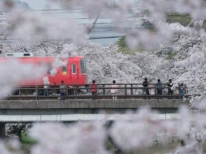 trem e cerejeira no Japão