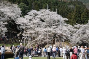 parque com sakura no Japão