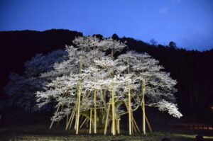 iluminação de cerejeira no Japão